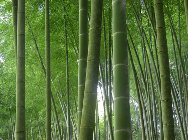 天然竹子.jpg